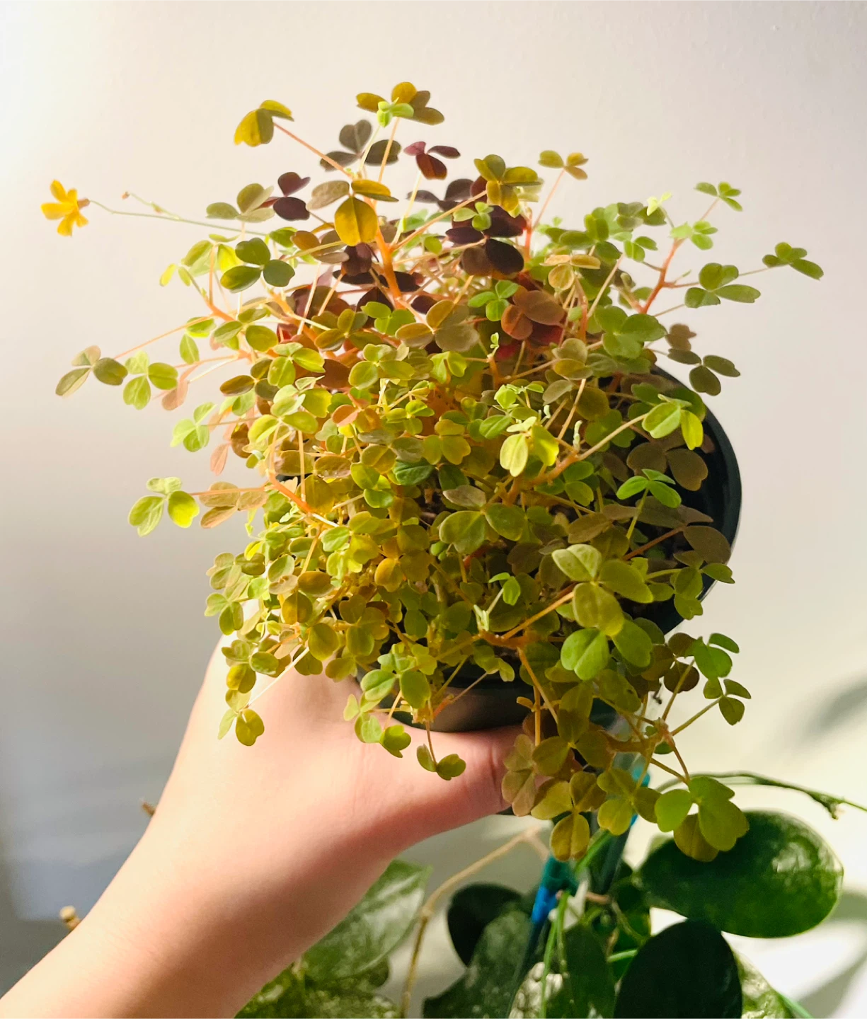 Mixed Oxalis Pot (Green & Purple) 🌱 - photo 3