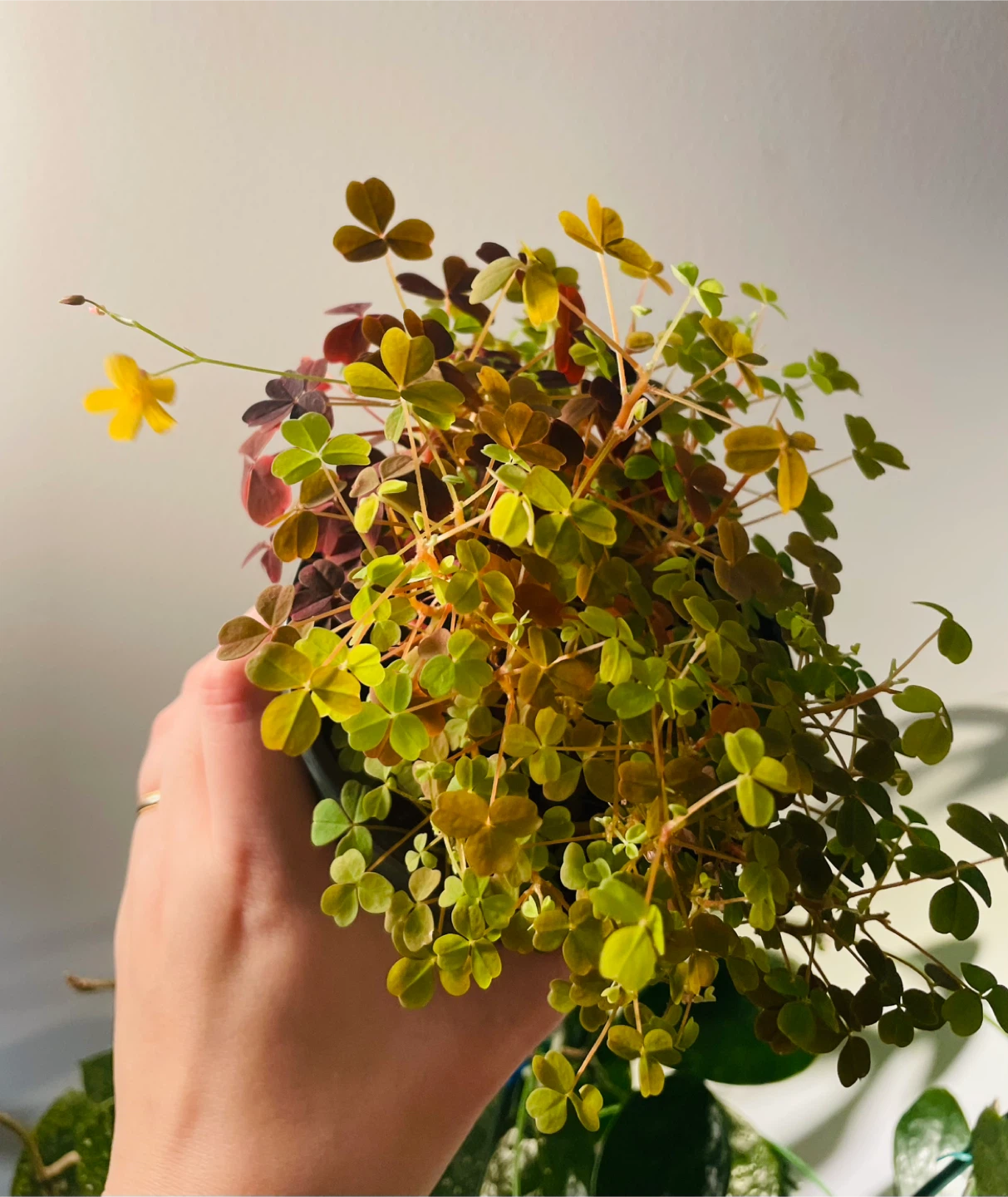 Mixed Oxalis Pot (Green & Purple) 🌱 - photo 5