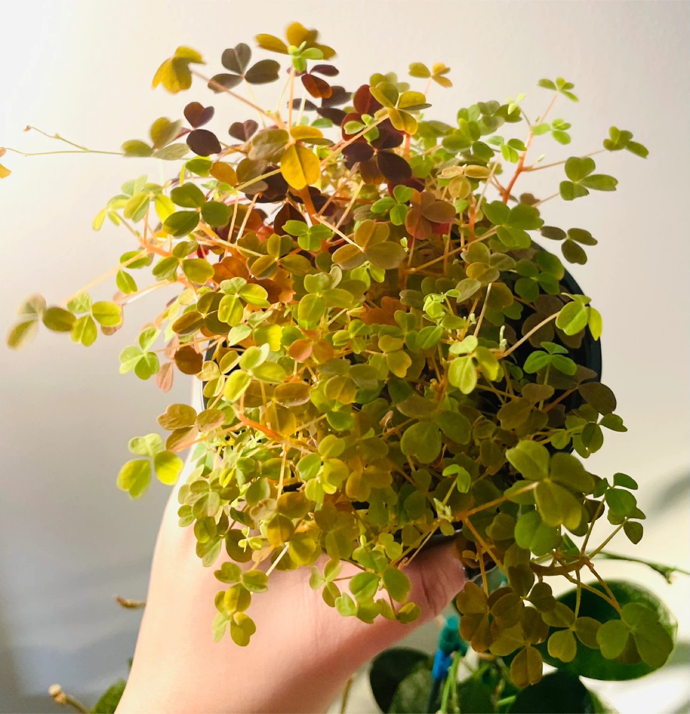 Mixed Oxalis Pot (Green & Purple) 🌱 - photo 4