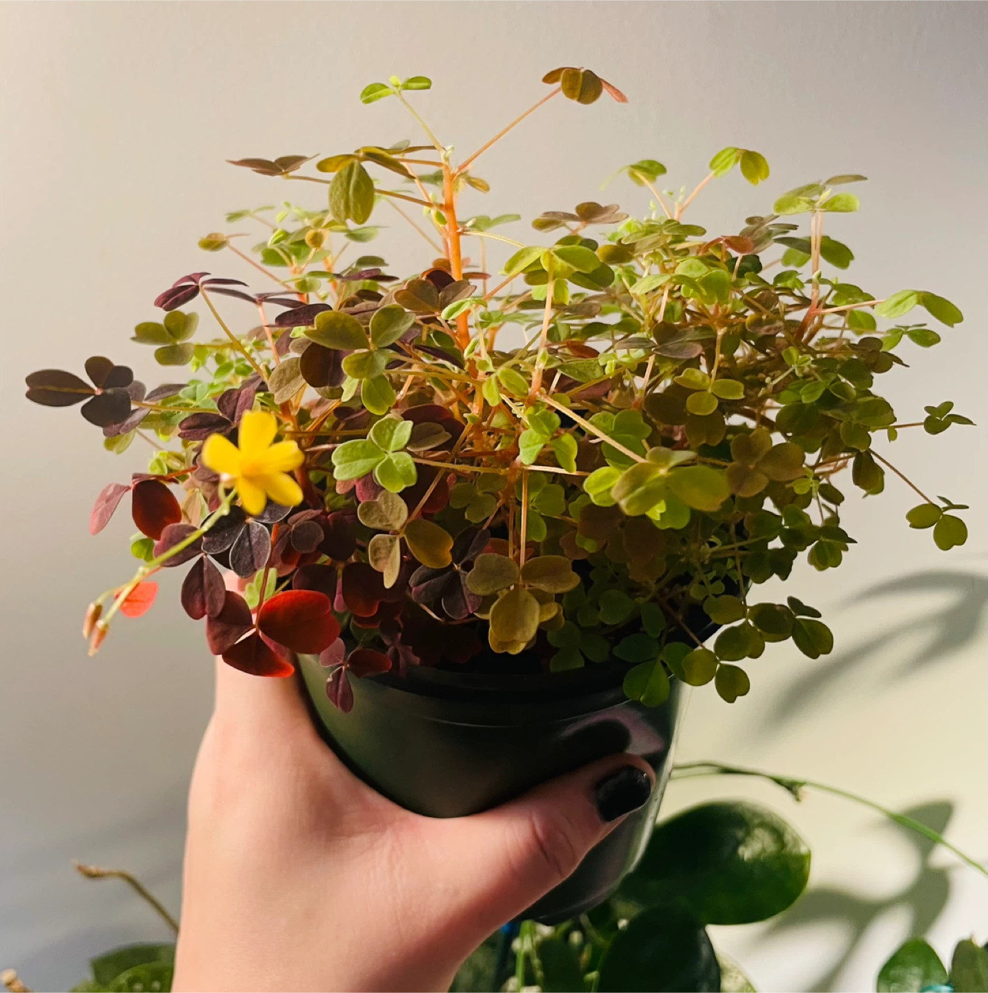 Mixed Oxalis Pot (Green & Purple) 🌱