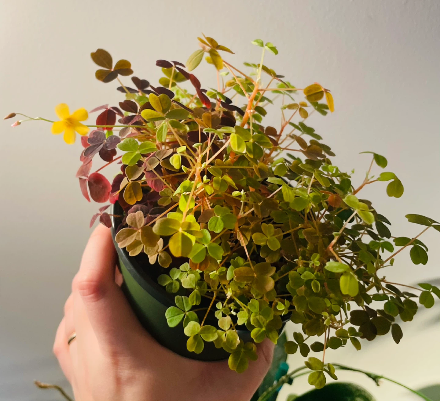 Mixed Oxalis Pot (Green & Purple) 🌱 - photo 2