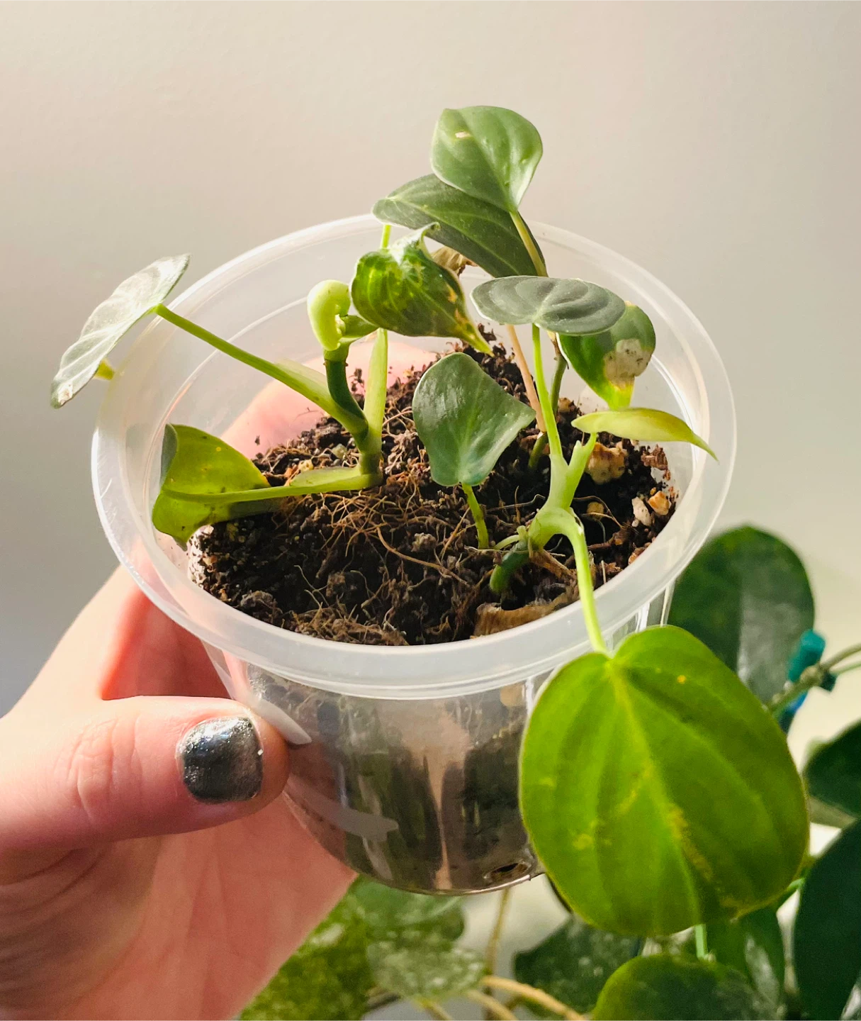 Philodendron Micans (Velvet Leaf) 🌱 - photo 2