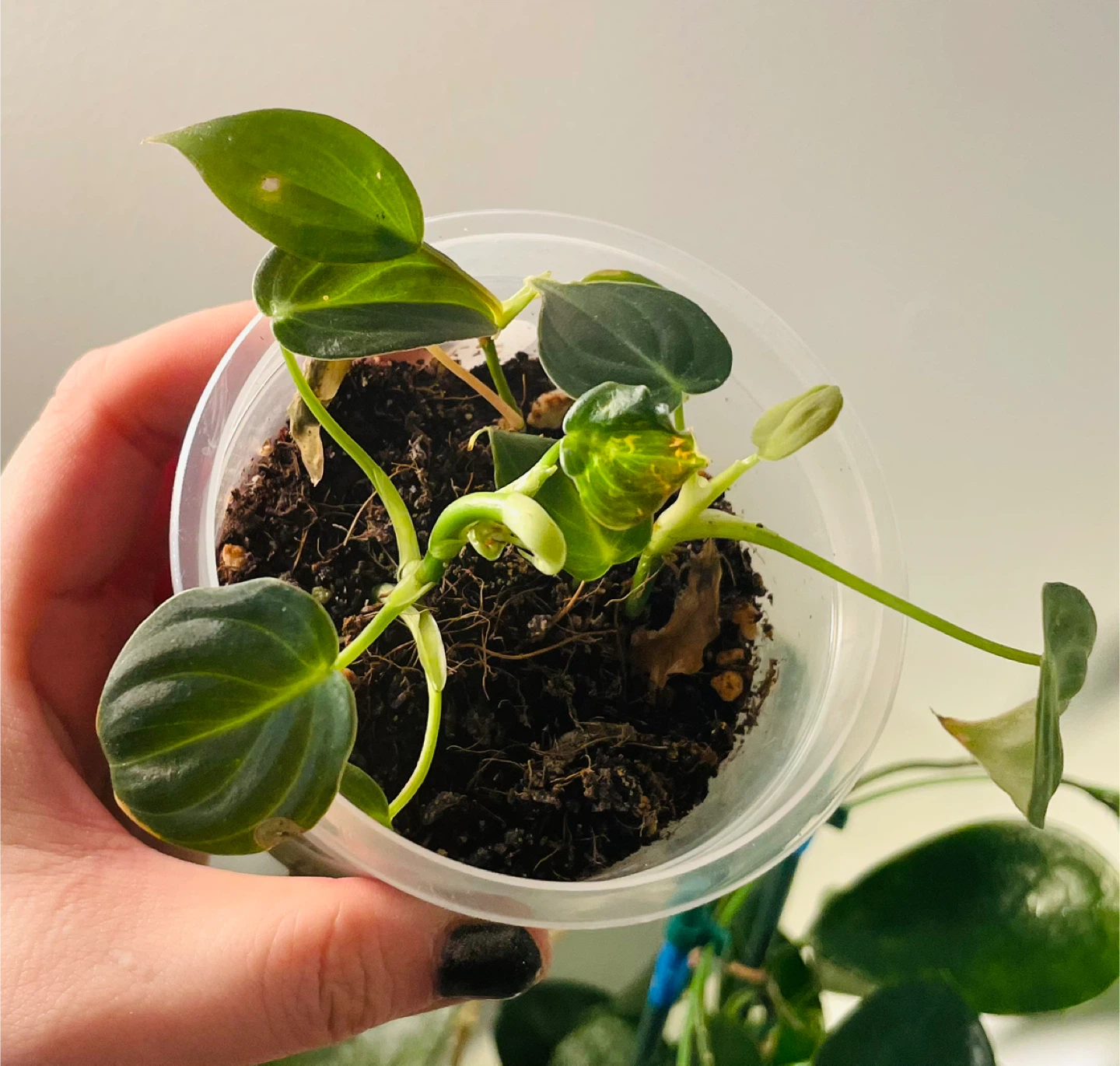 Philodendron Micans (Velvet Leaf) 🌱
