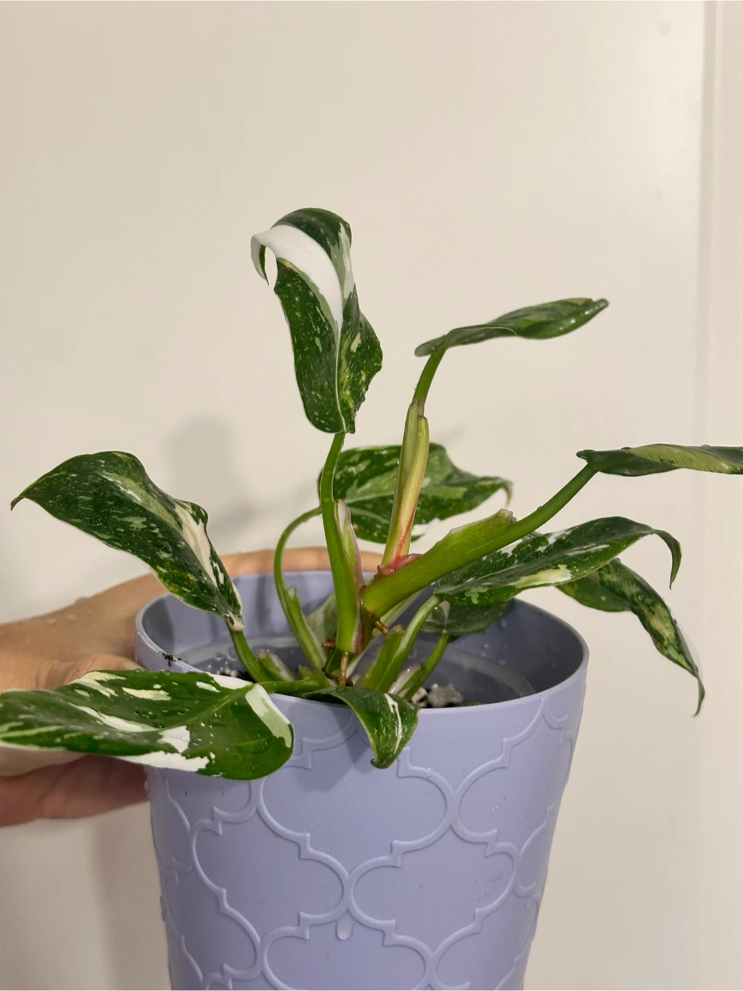 Philodendron White Princess Plant Medium - photo 3