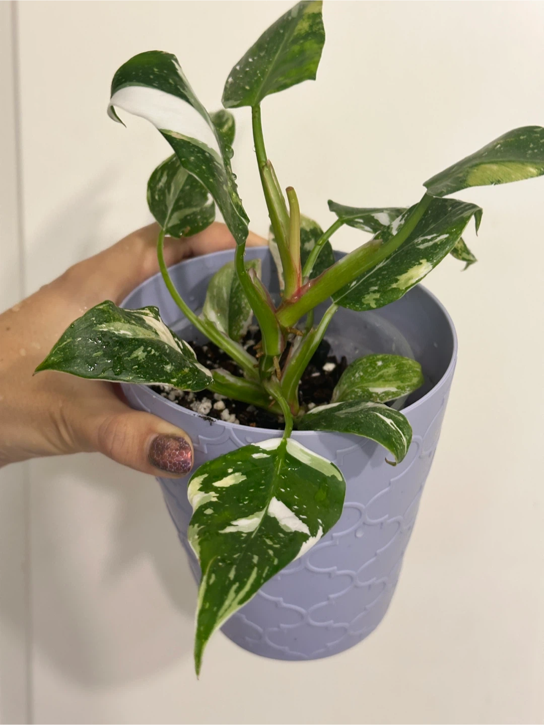 Philodendron White Princess Plant Medium - photo 2