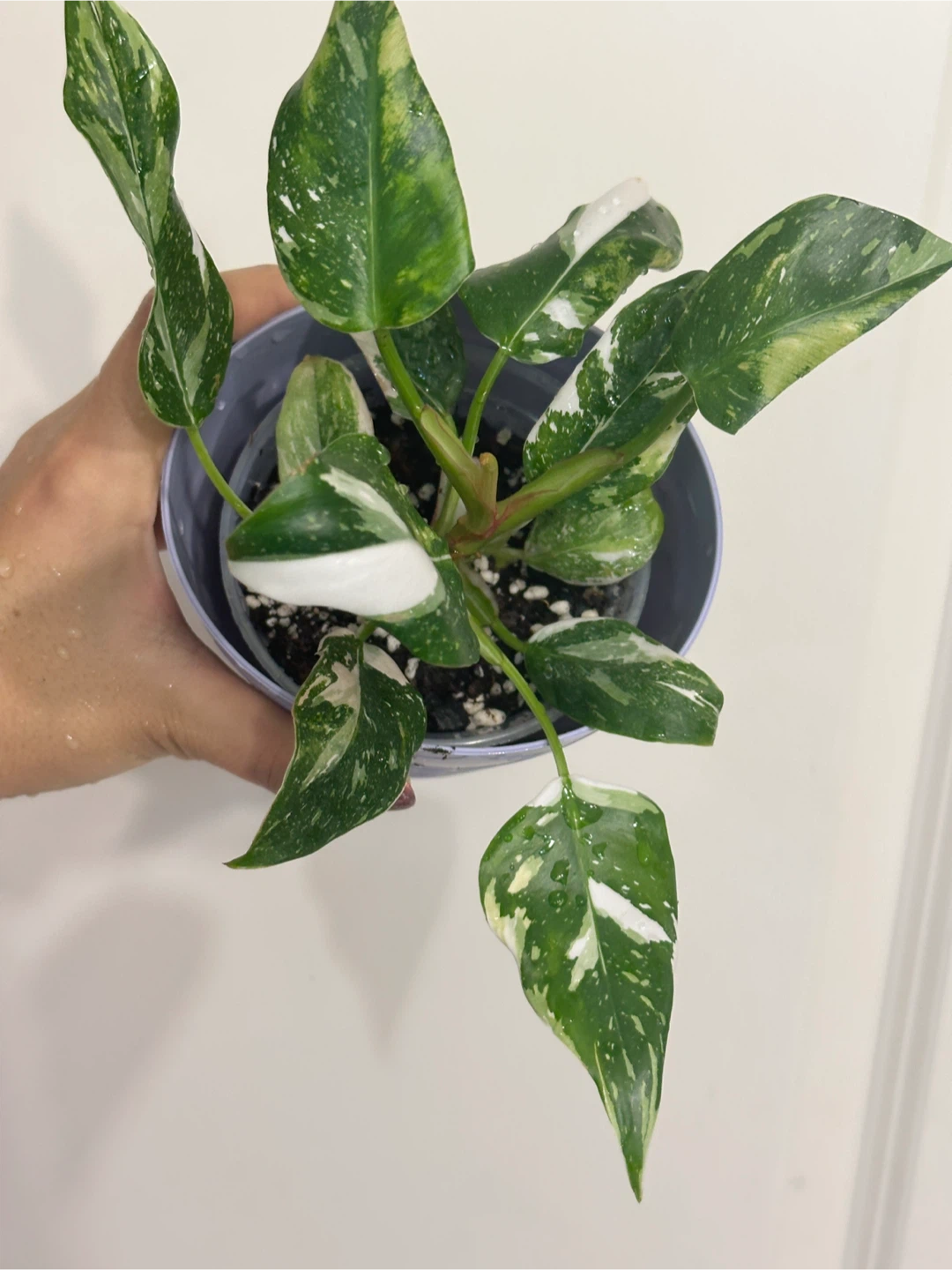 Philodendron White Princess Plant Medium
