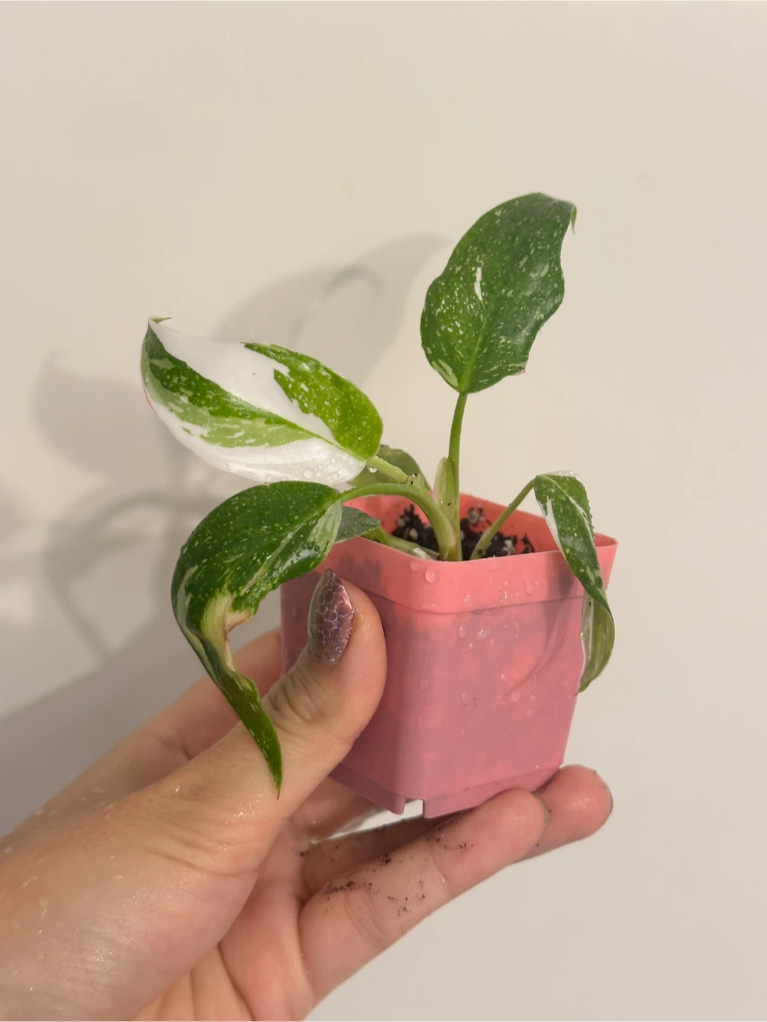 Philodendron White Princess Plant Small - photo 3