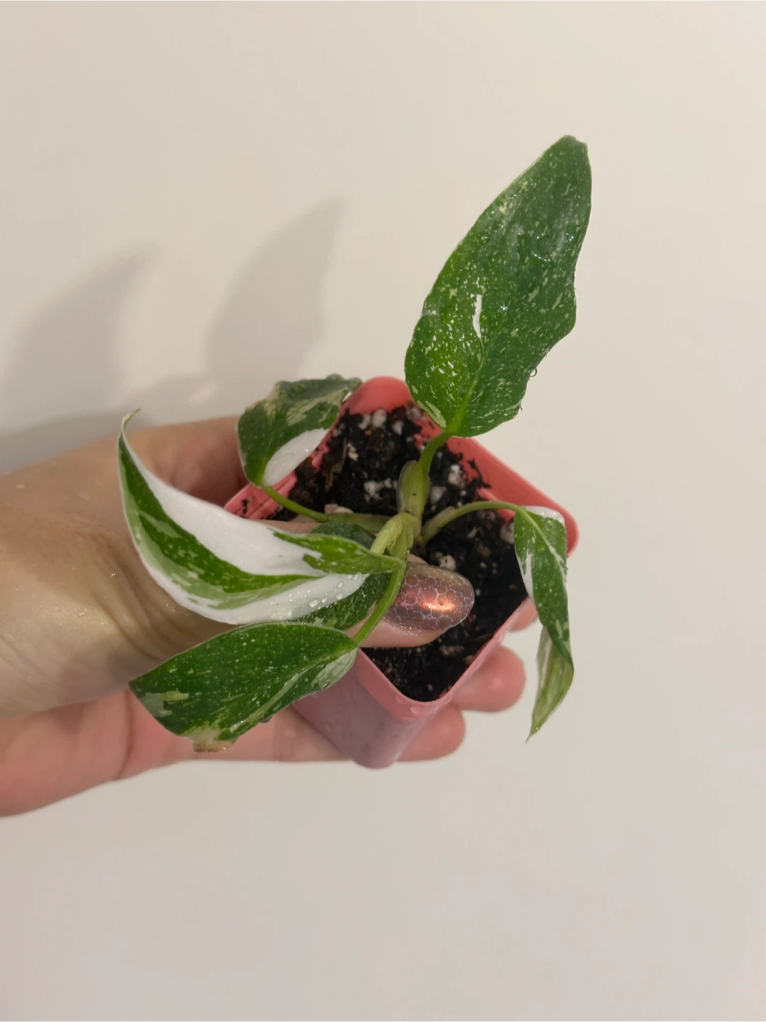 Philodendron White Princess Plant Small