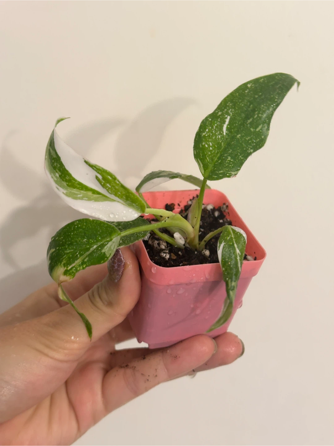Philodendron White Princess Plant Small - photo 2