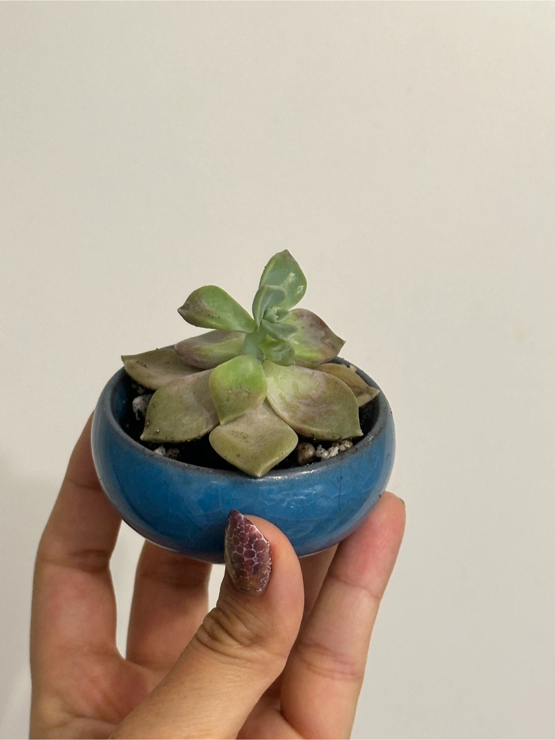 Succulent Plant Mini - photo 2
