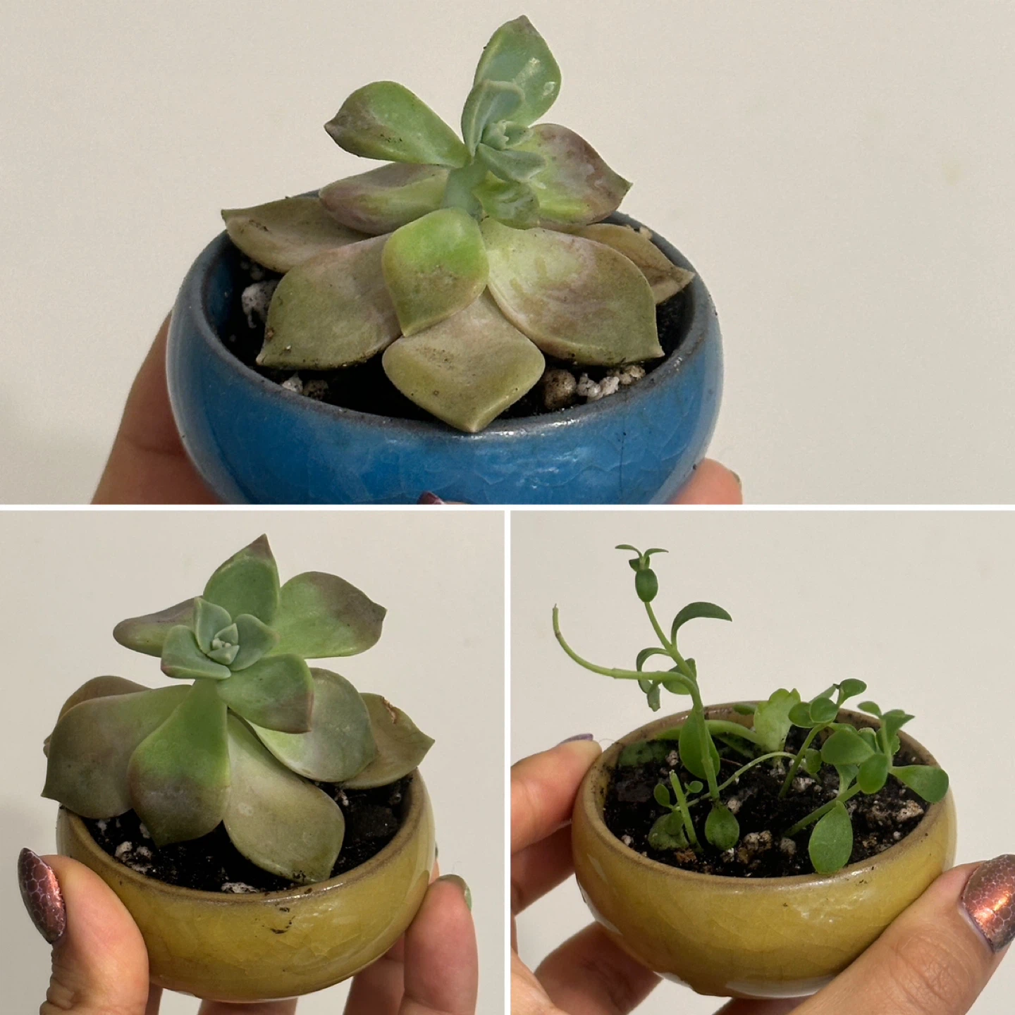 Succulent Plant Mini