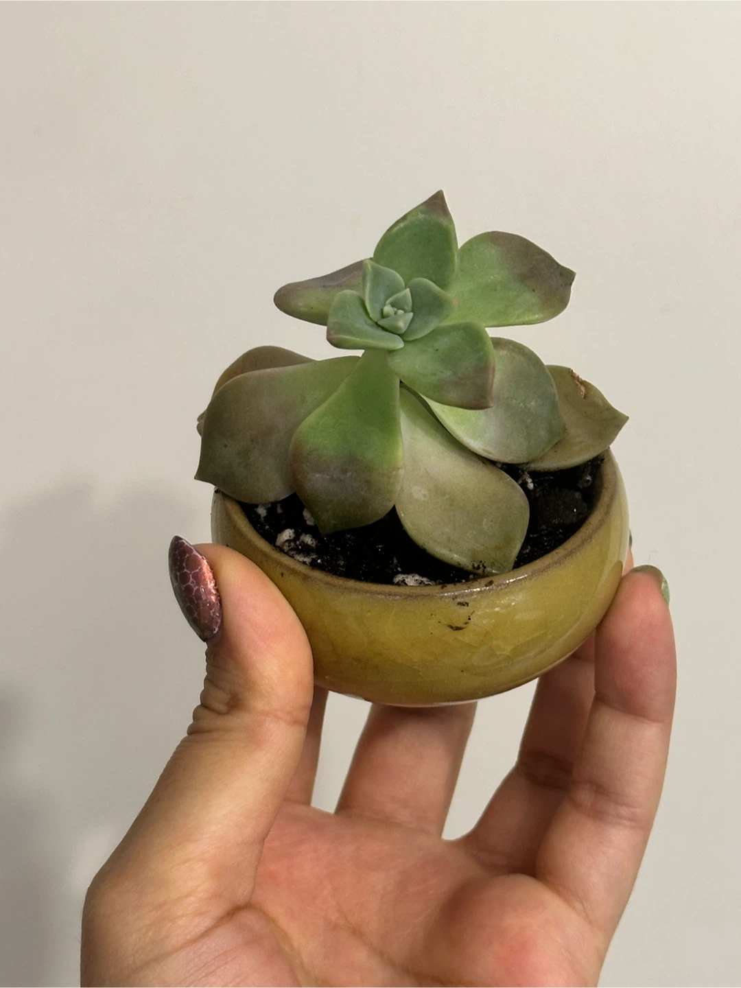 Succulent Plant Mini - photo 5