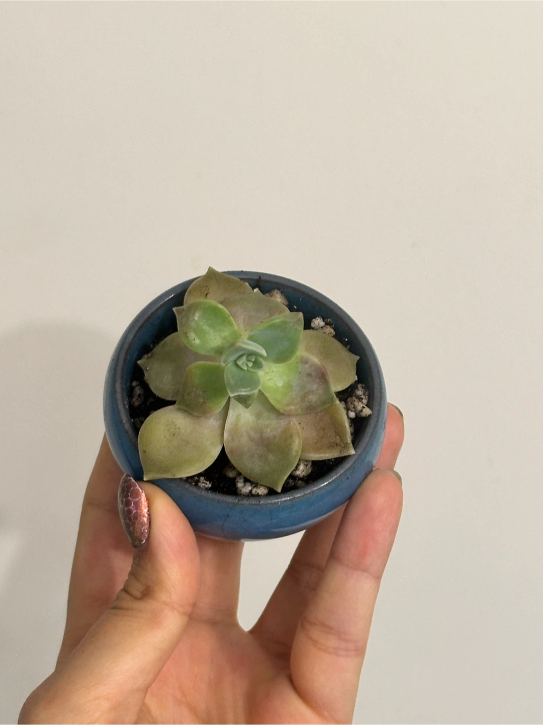 Succulent Plant Mini - photo 4