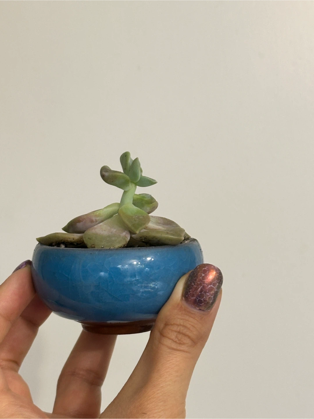 Succulent Plant Mini - photo 3