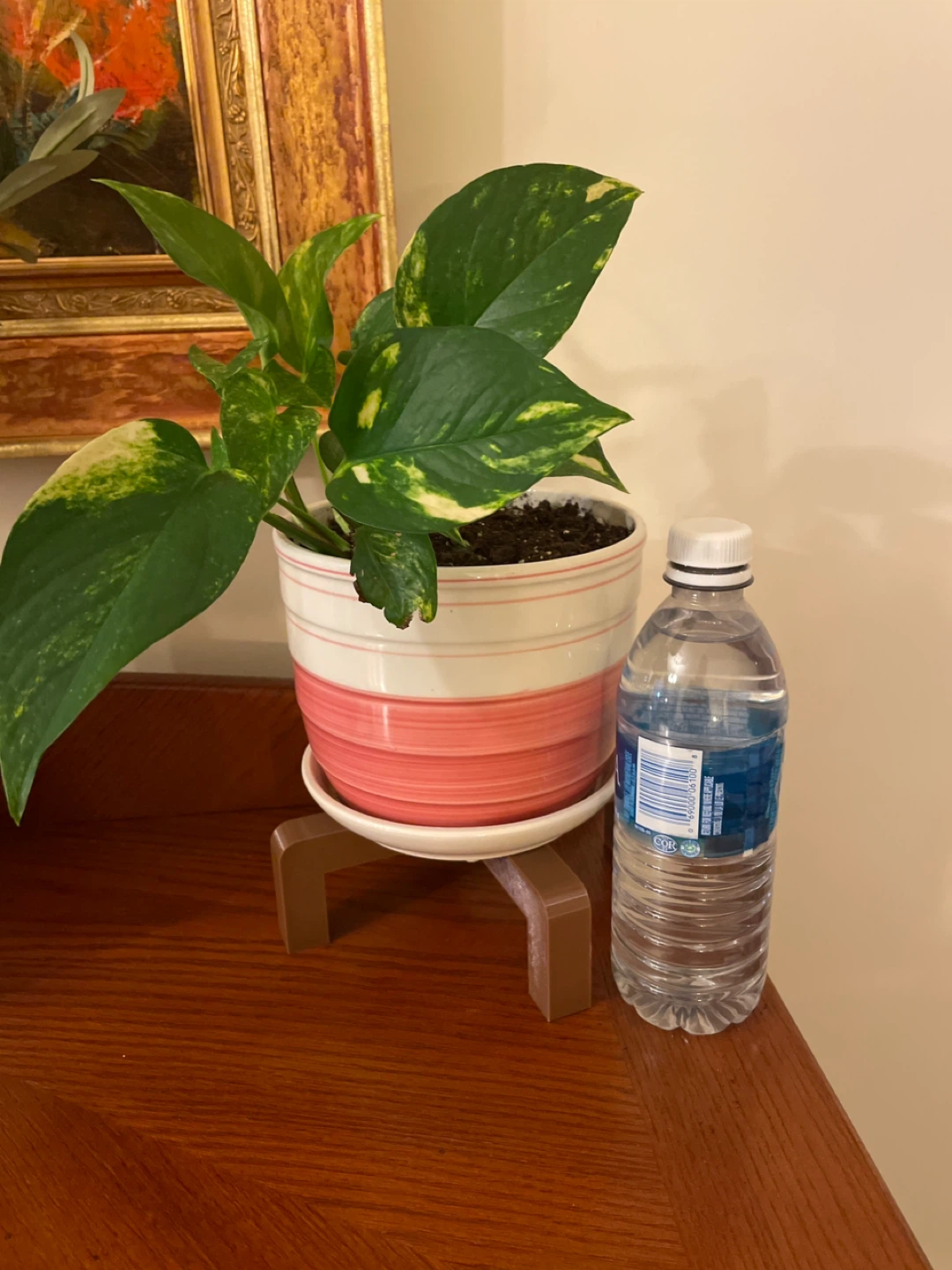 Pothos Plant in Striped Pink Pot and stand - photo 2