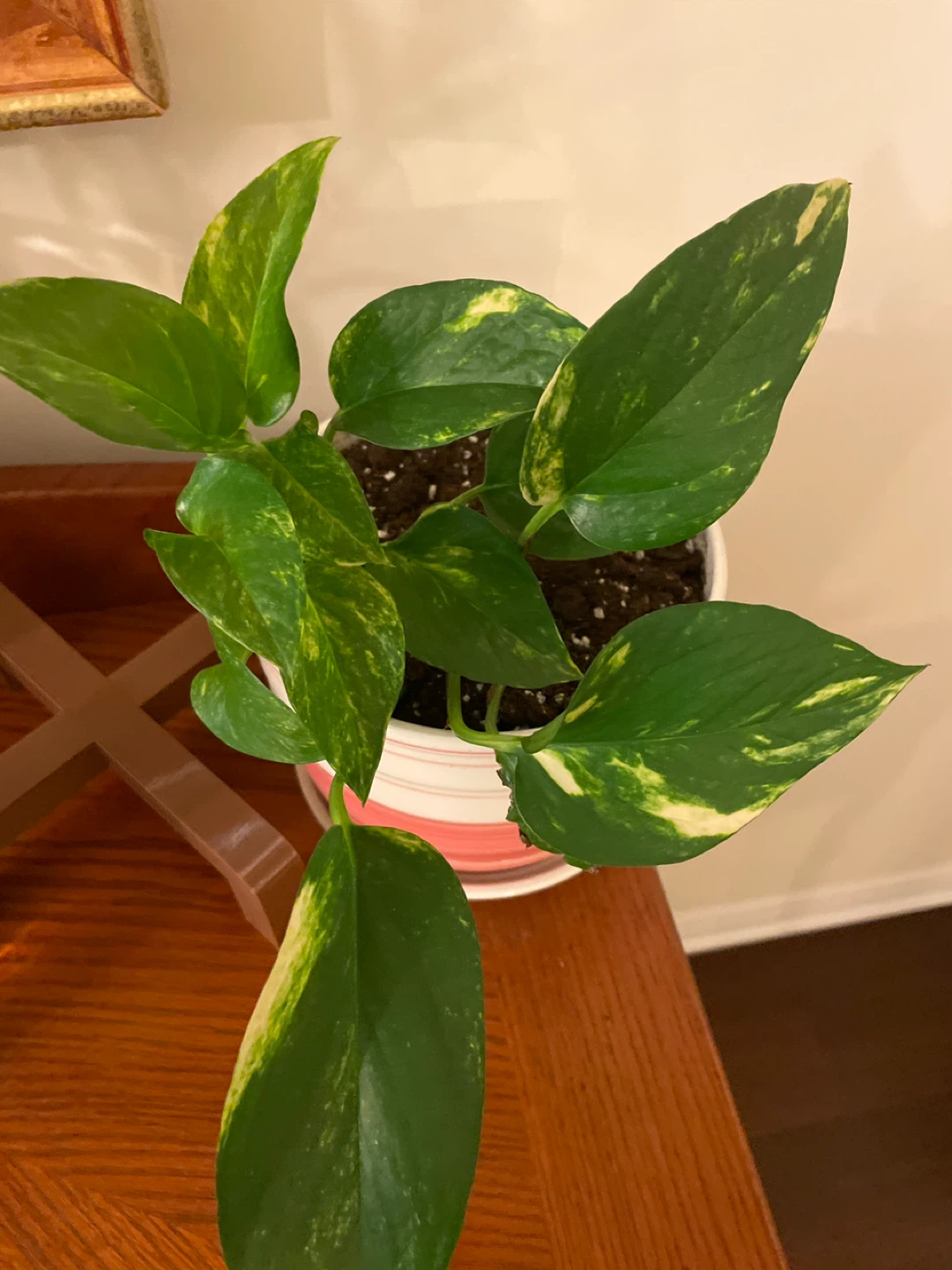 Pothos Plant in Striped Pink Pot and stand - photo 4