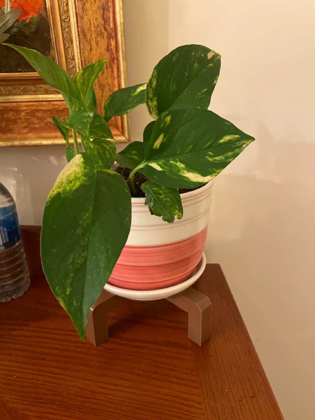 Pothos Plant in Striped Pink Pot and stand