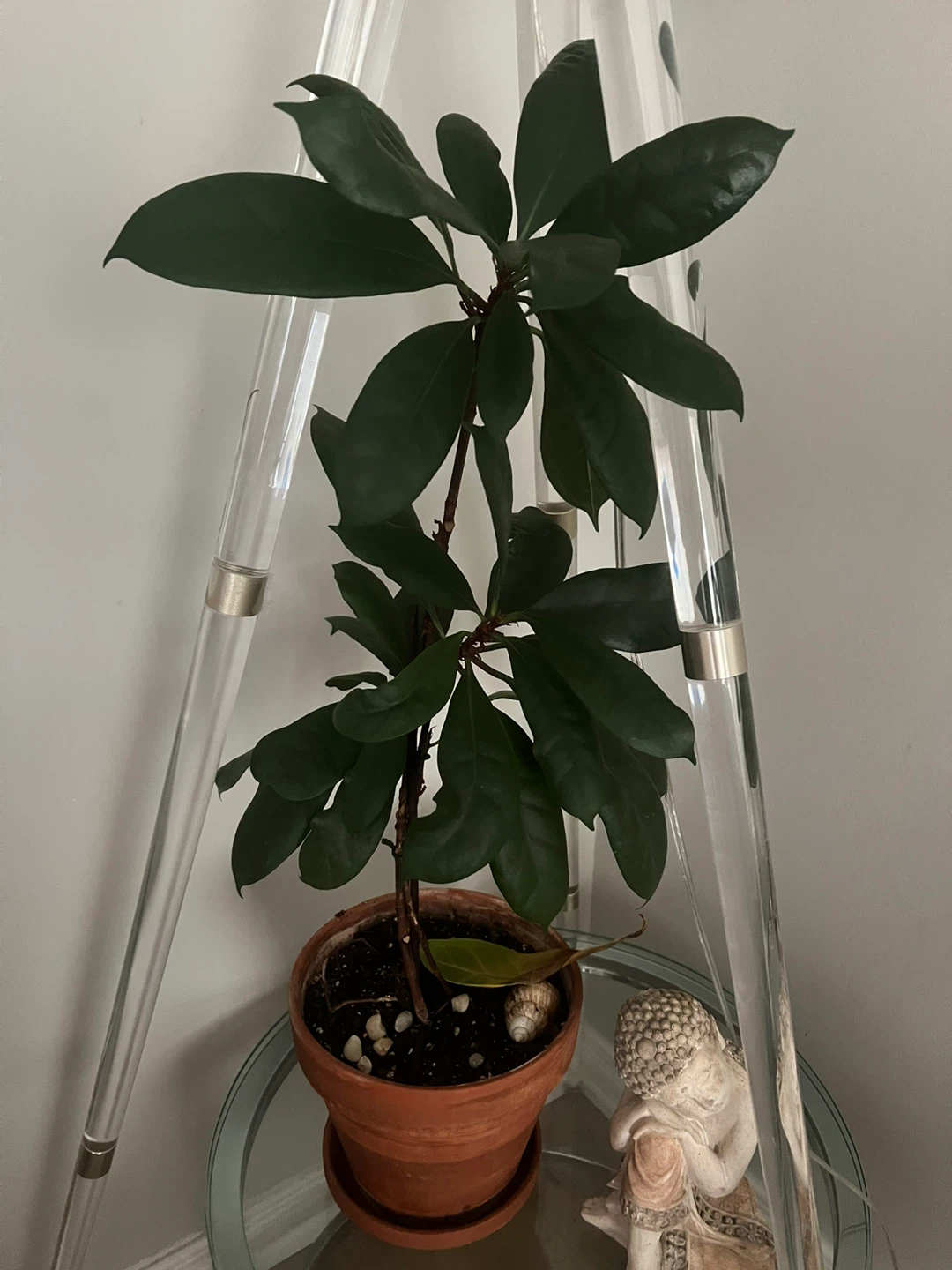 House Plants