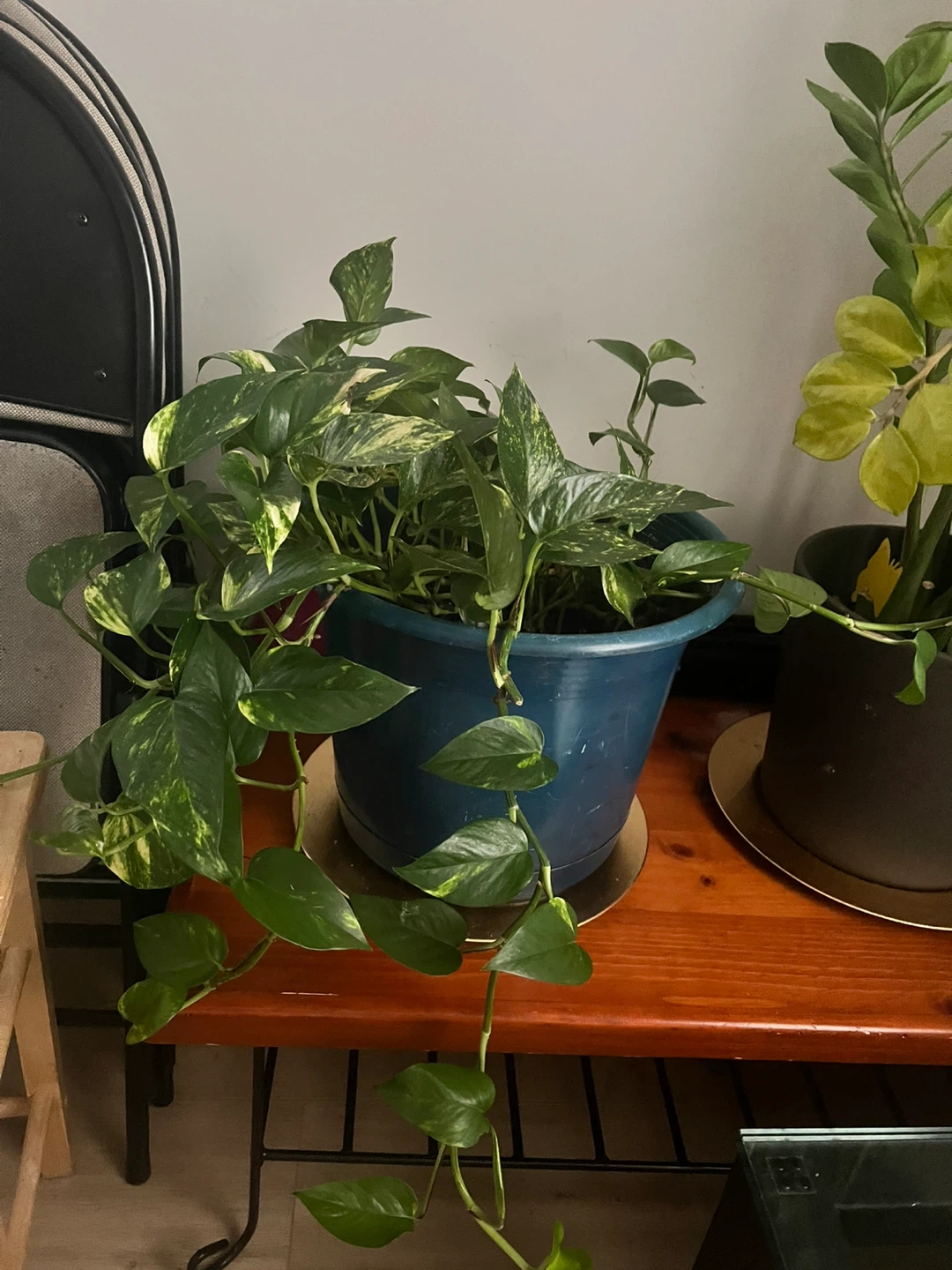 House Plants - photo 2