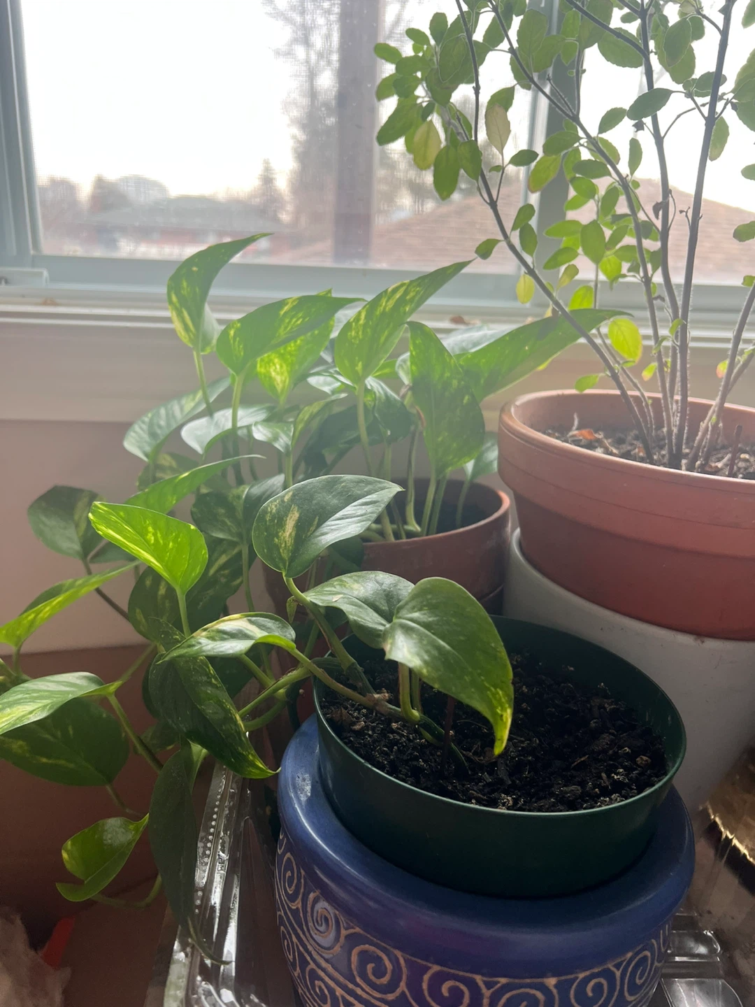House Plants - photo 3