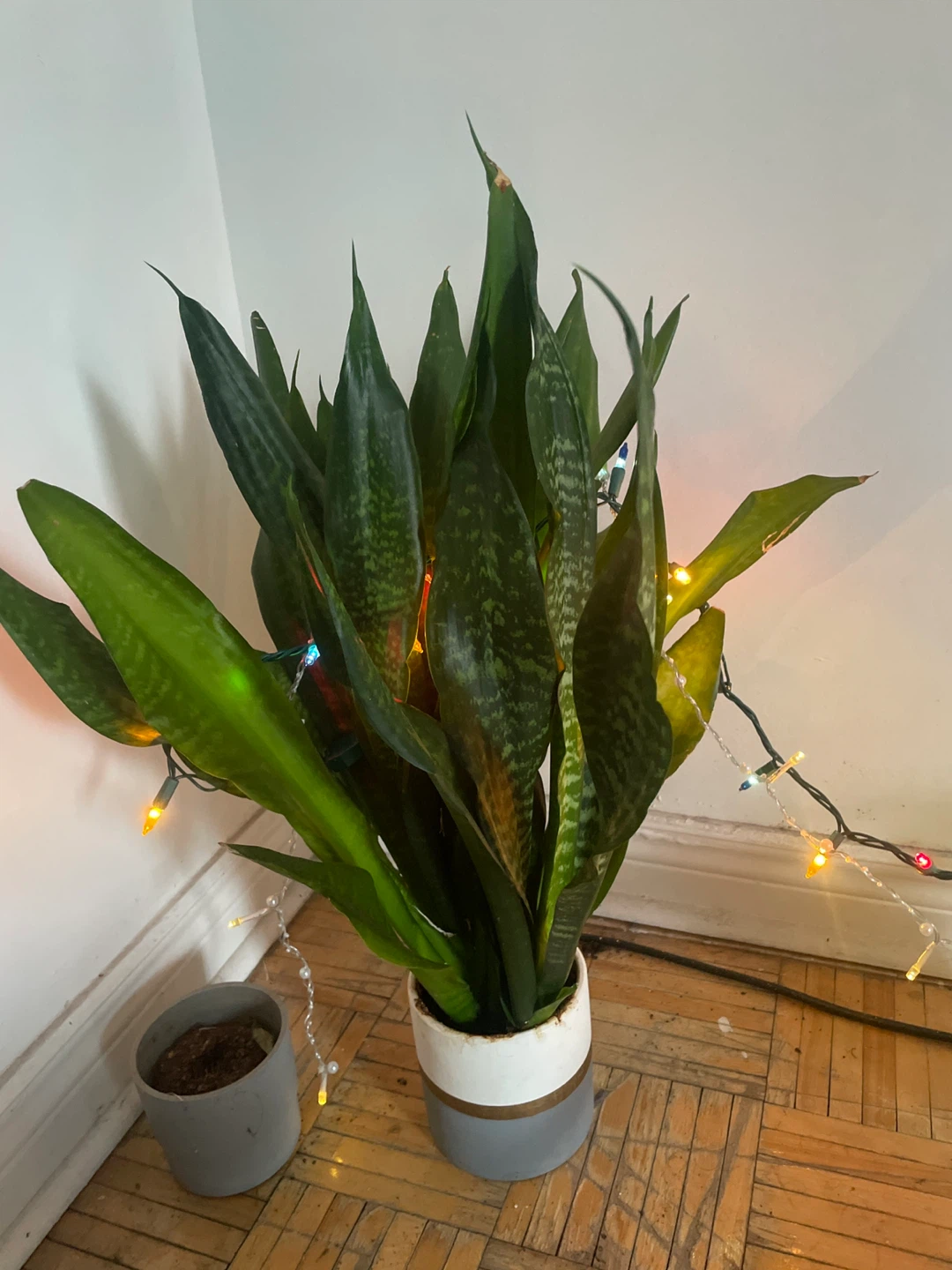 Snake Plant