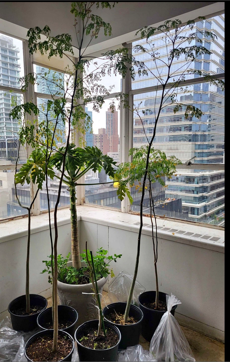 9 feet Moringa plant 🥕