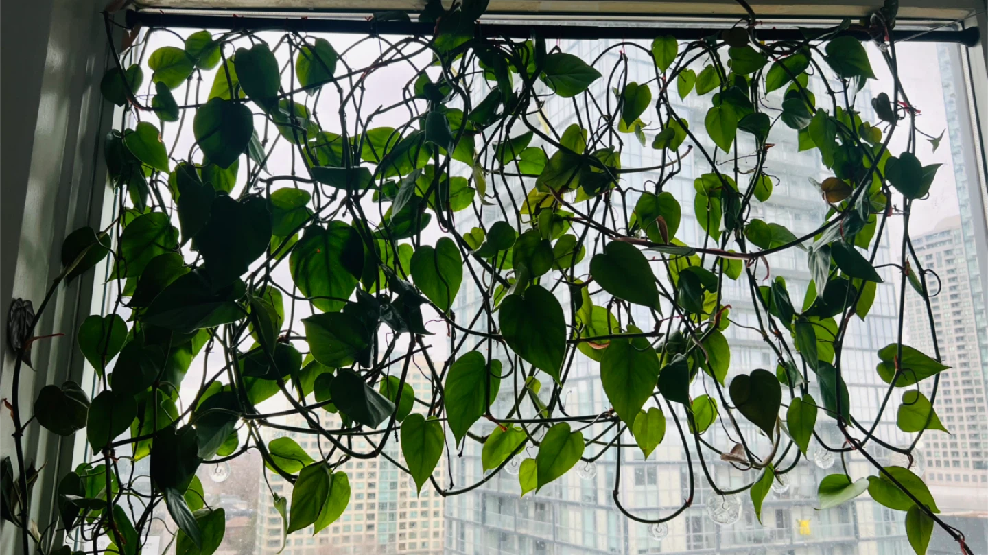 Potted Heartleaf Philodendron Plant - photo 3