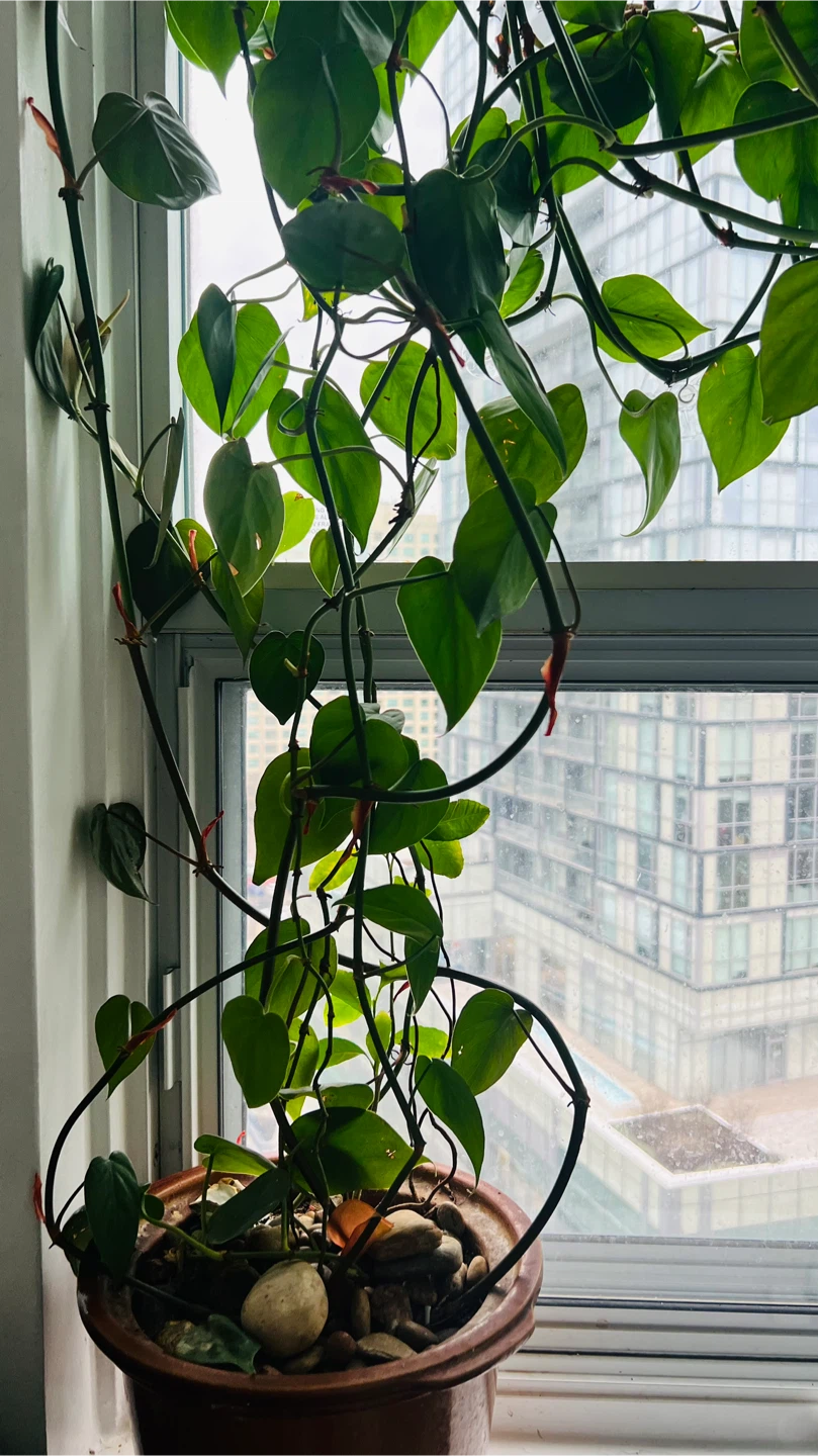 Potted Heartleaf Philodendron Plant - photo 2