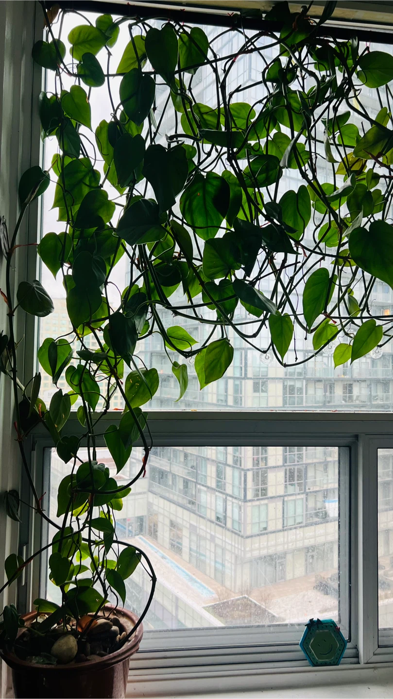 Potted Heartleaf Philodendron Plant