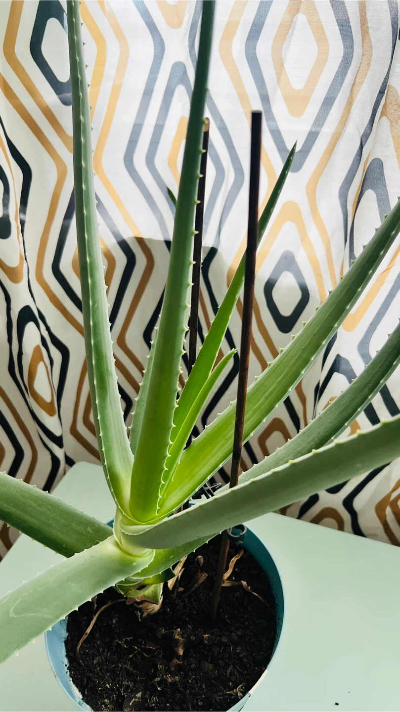 Aloe Vera Plant