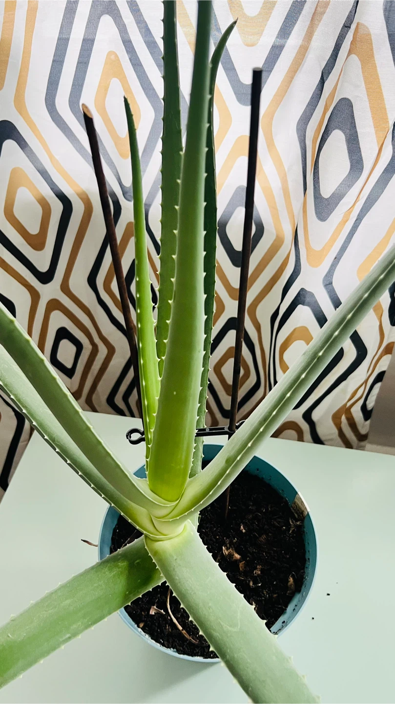 Aloe Vera Plant - photo 3