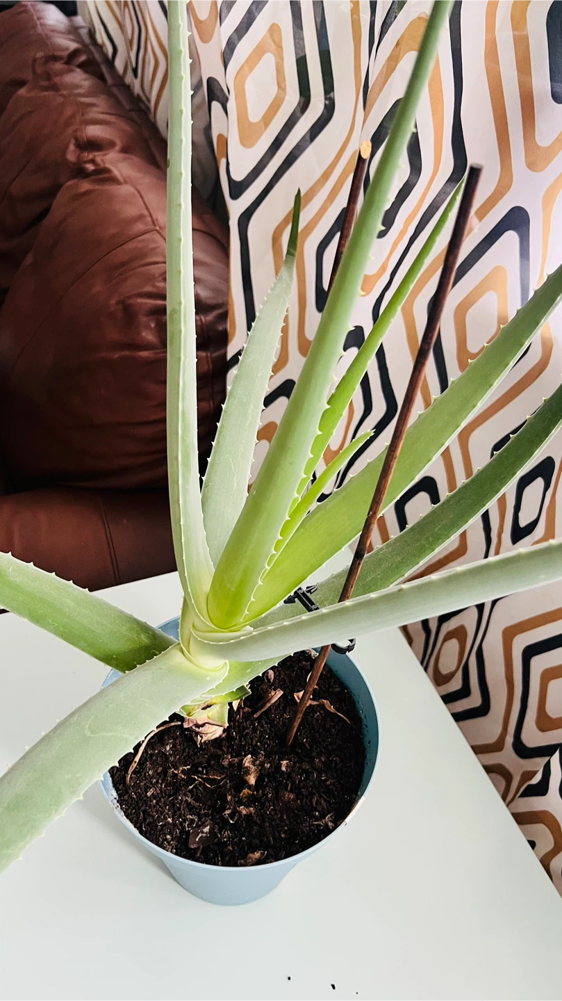 Aloe Vera Plant - photo 2