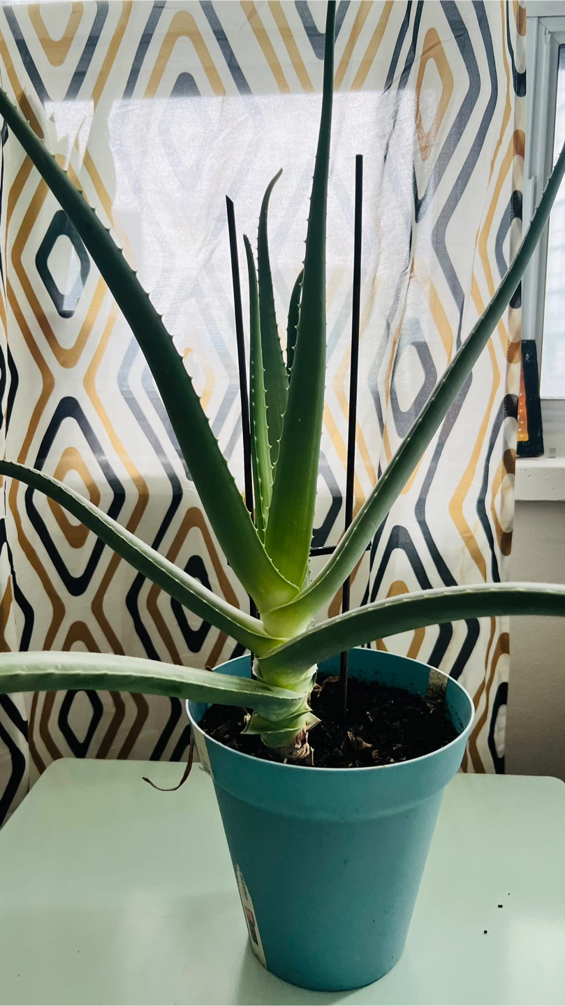 Aloe Vera Plant - photo 4