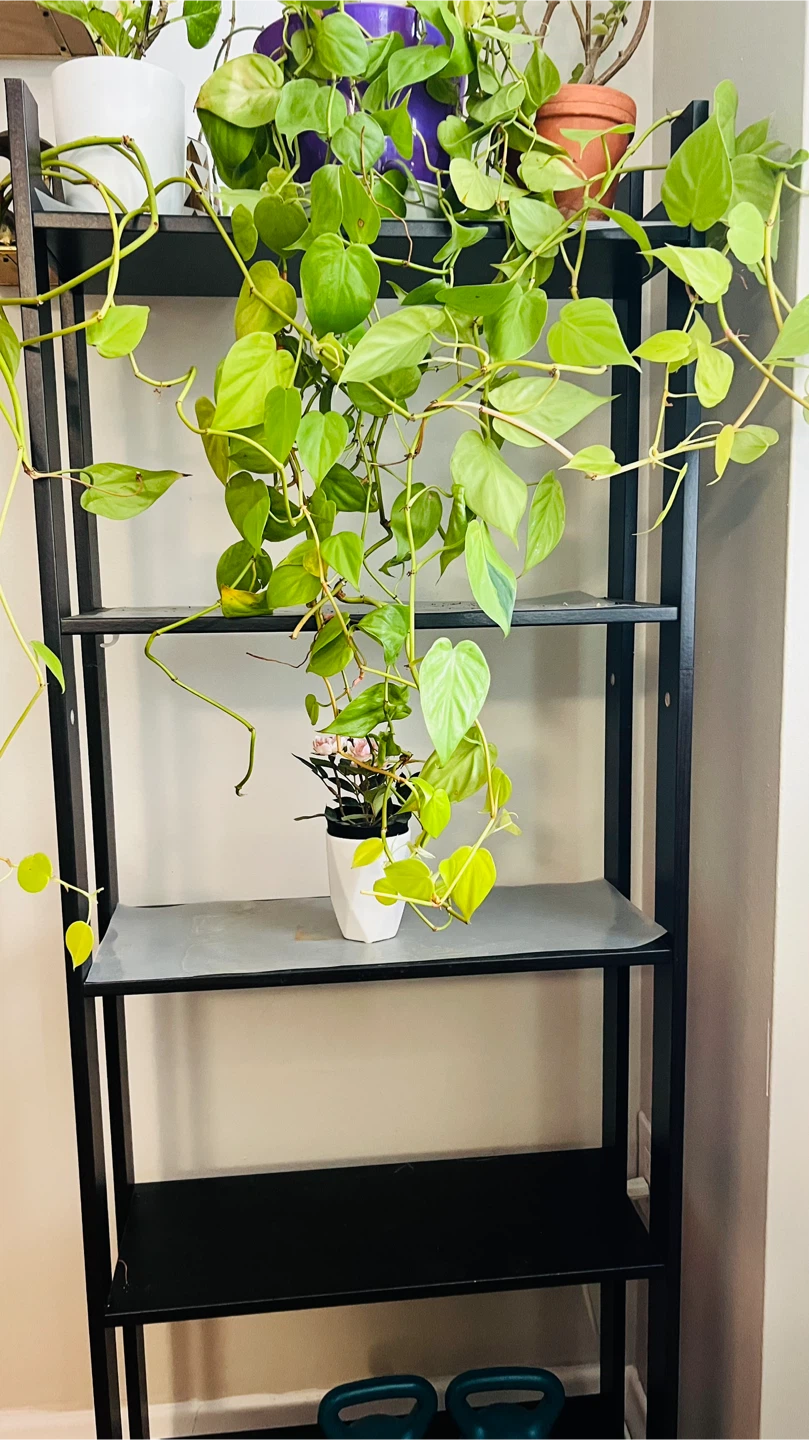 'Neon' heartleaf philodendron with stand - photo 4