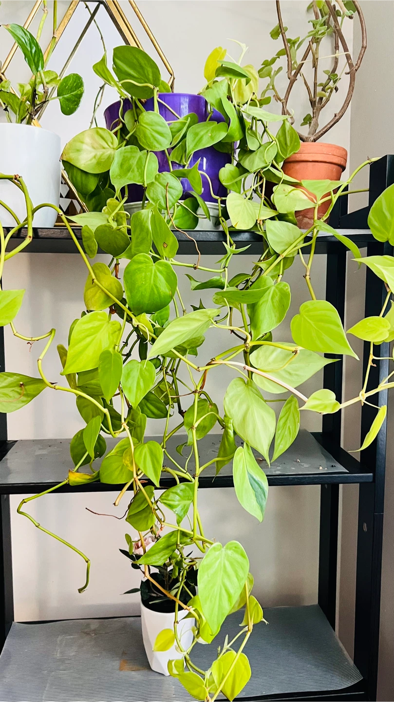 'Neon' heartleaf philodendron with stand