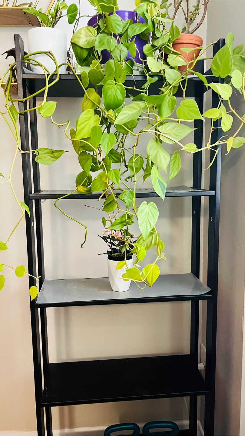 'Neon' heartleaf philodendron with stand - photo 3