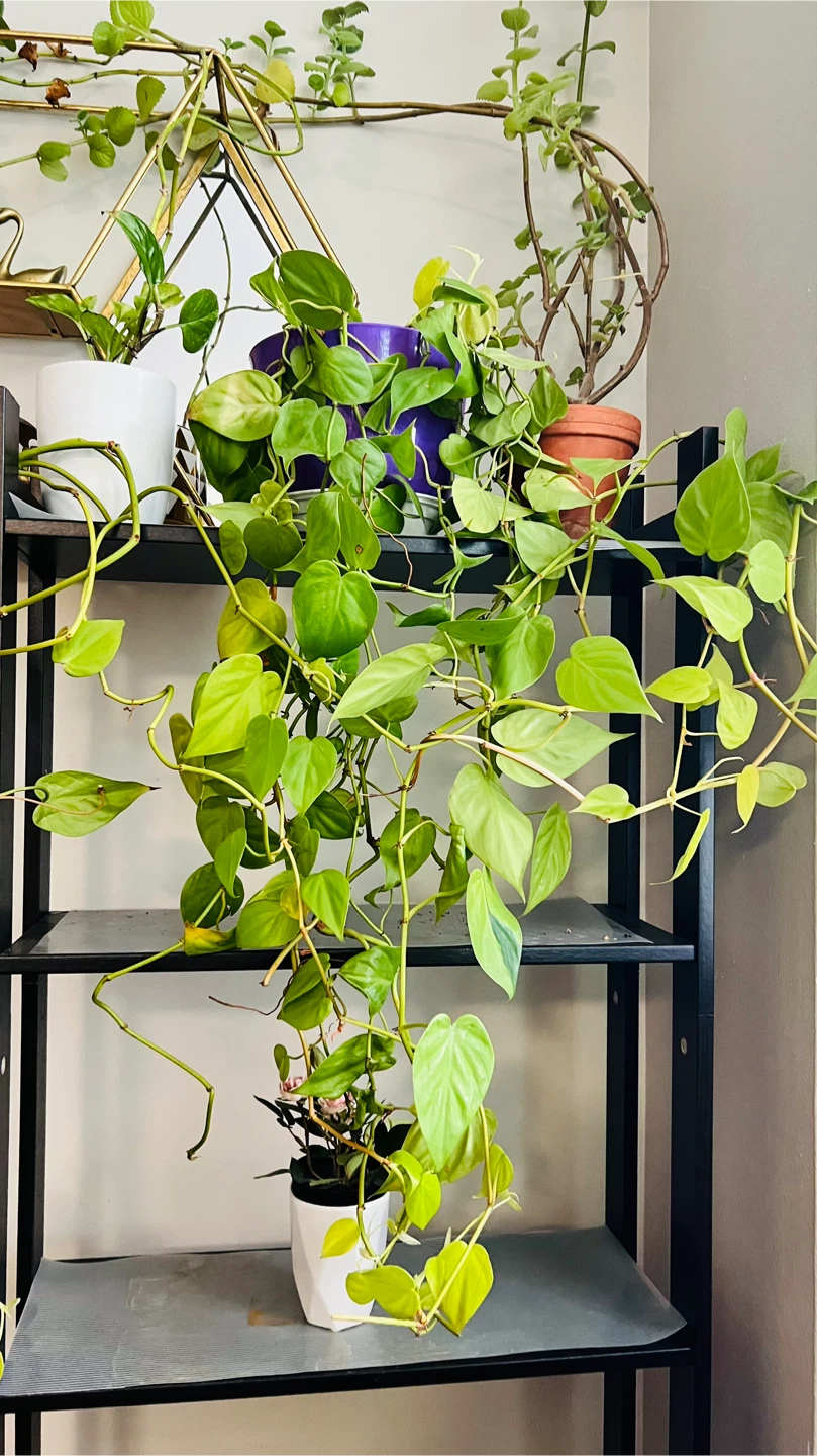 'Neon' heartleaf philodendron with stand - photo 2