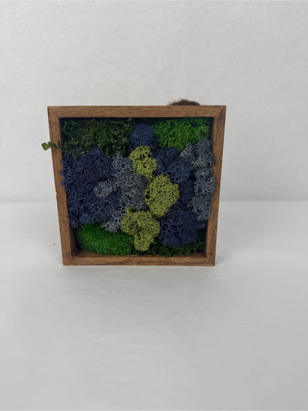 Moss Wall Art in Wooden Frame - photo 3