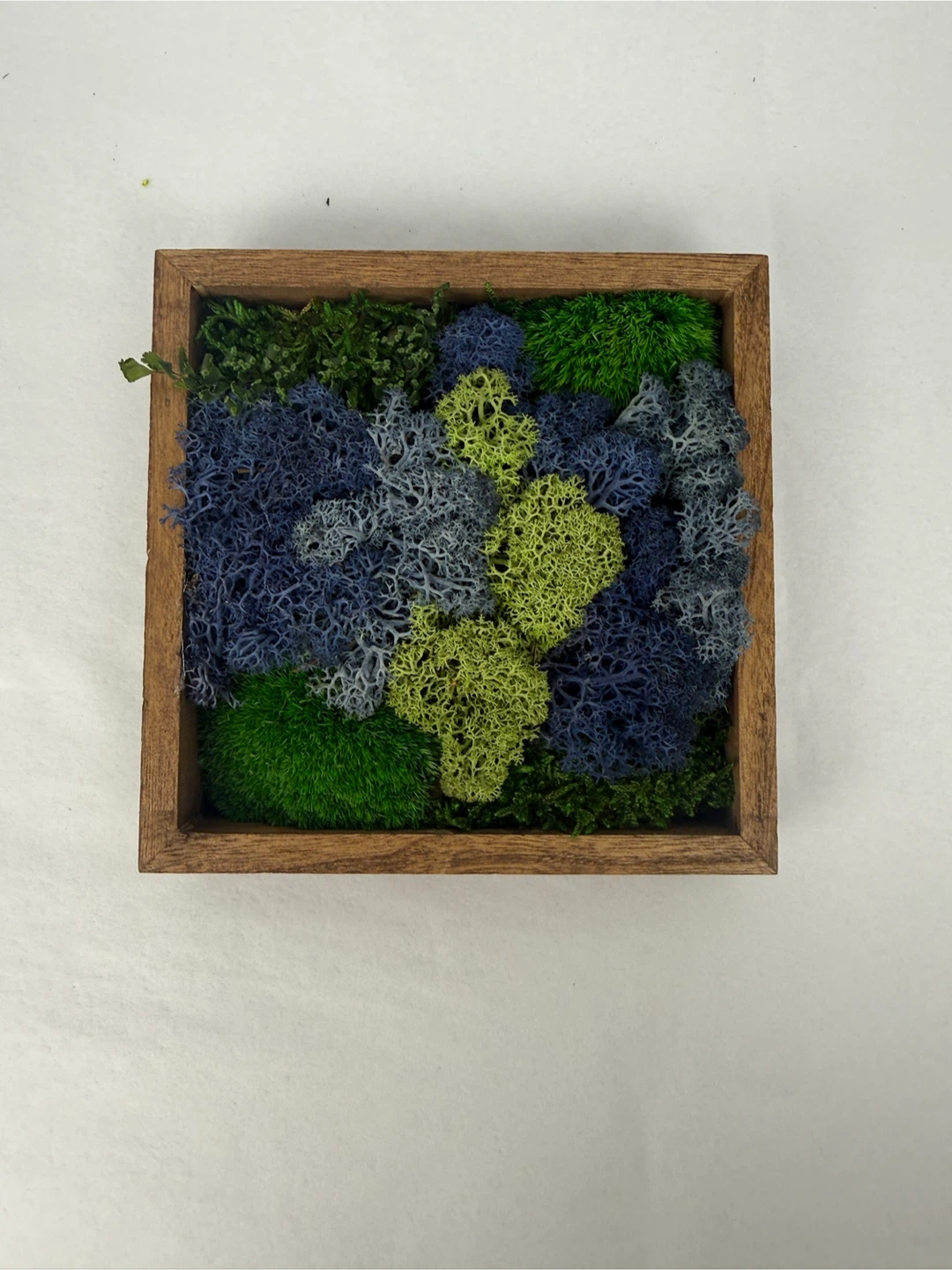 Moss Wall Art in Wooden Frame