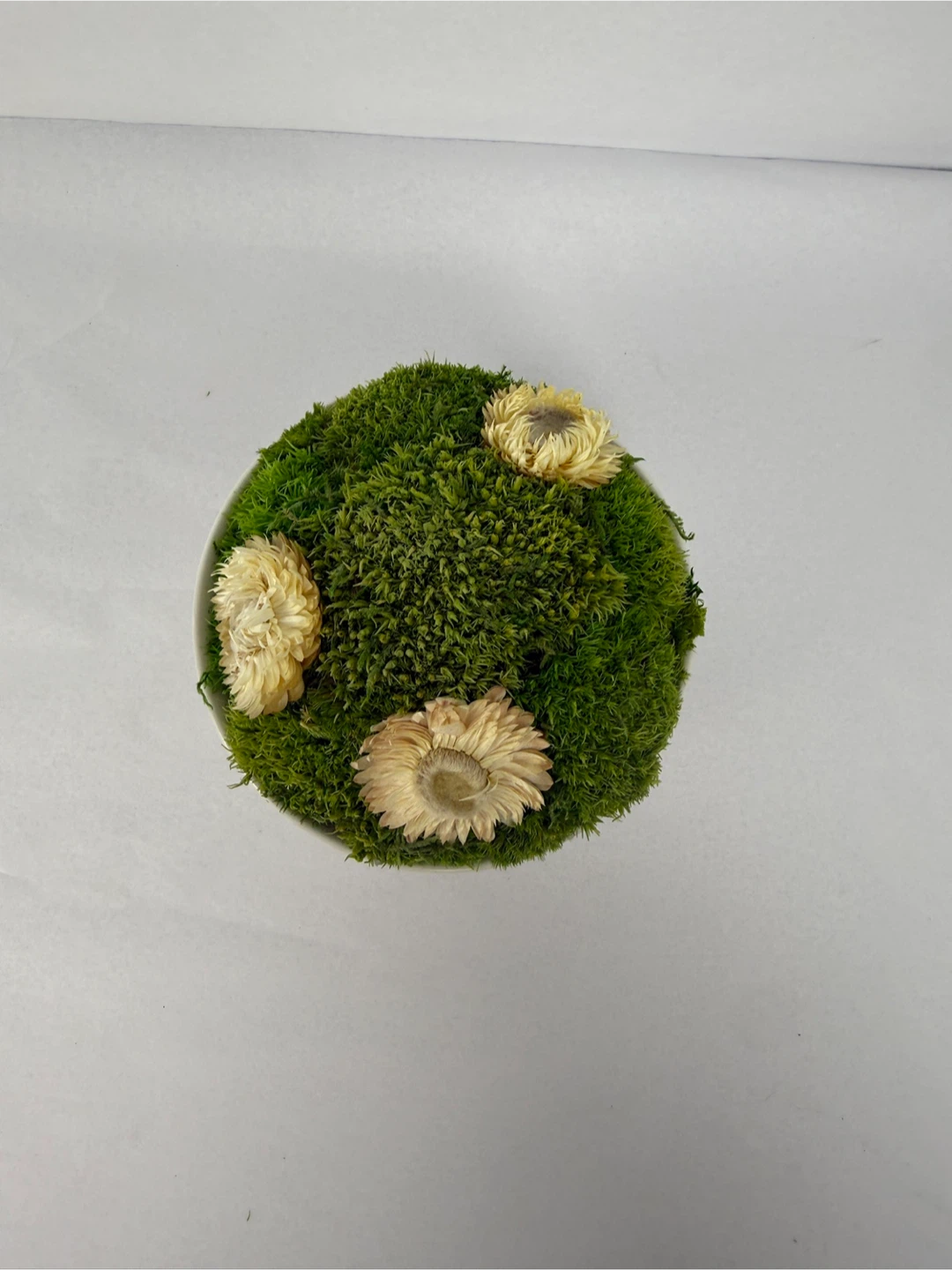 Moss arrangement in bowl, 5.5" - photo 2