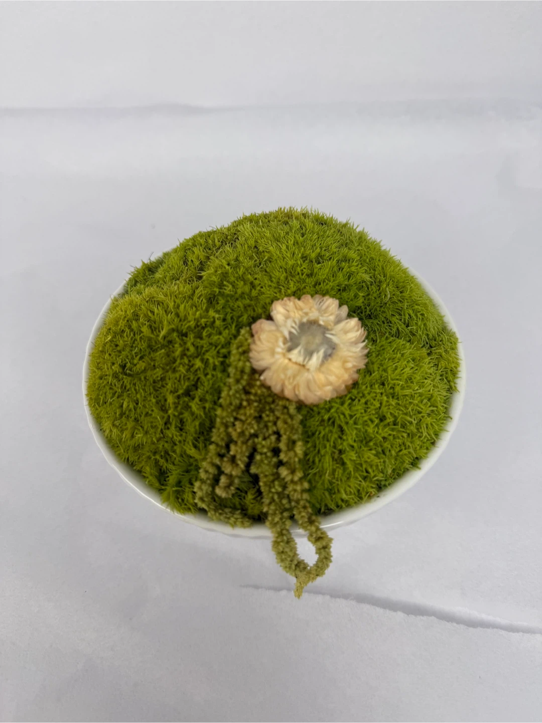 Moss in White Bowl - 5.5"
