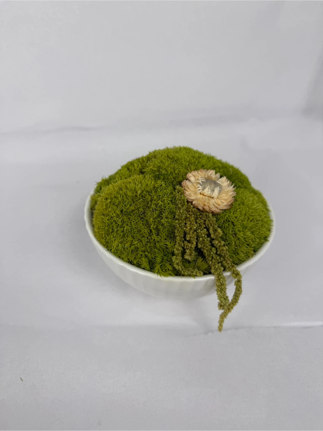 Moss in White Bowl - 5.5" - photo 2