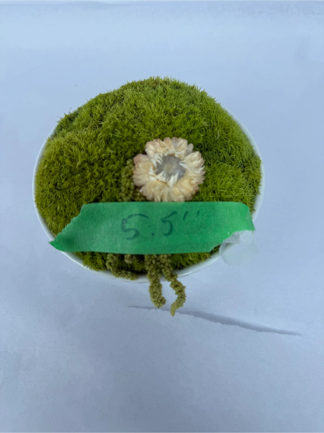 Moss in White Bowl - 5.5" - photo 3