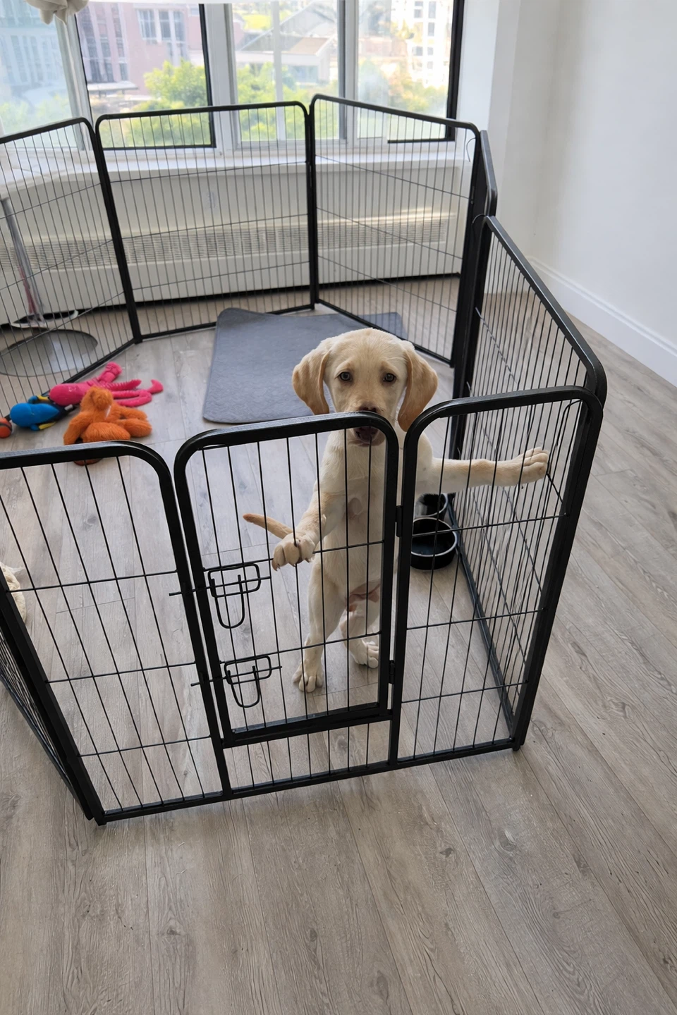 Dog Playpen - Indoor/Outdoor 8 Panel