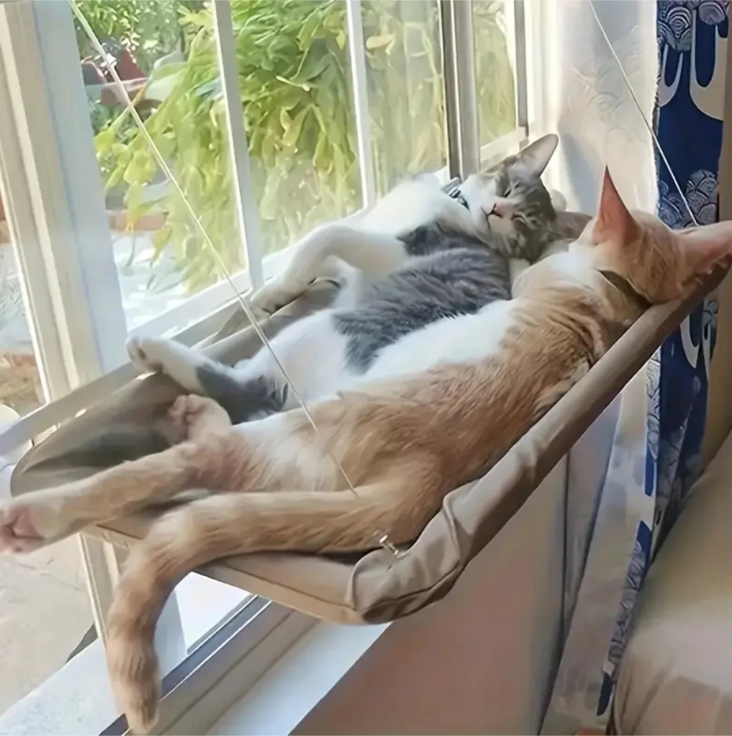Brand-new Cat Hammock - Window Perch