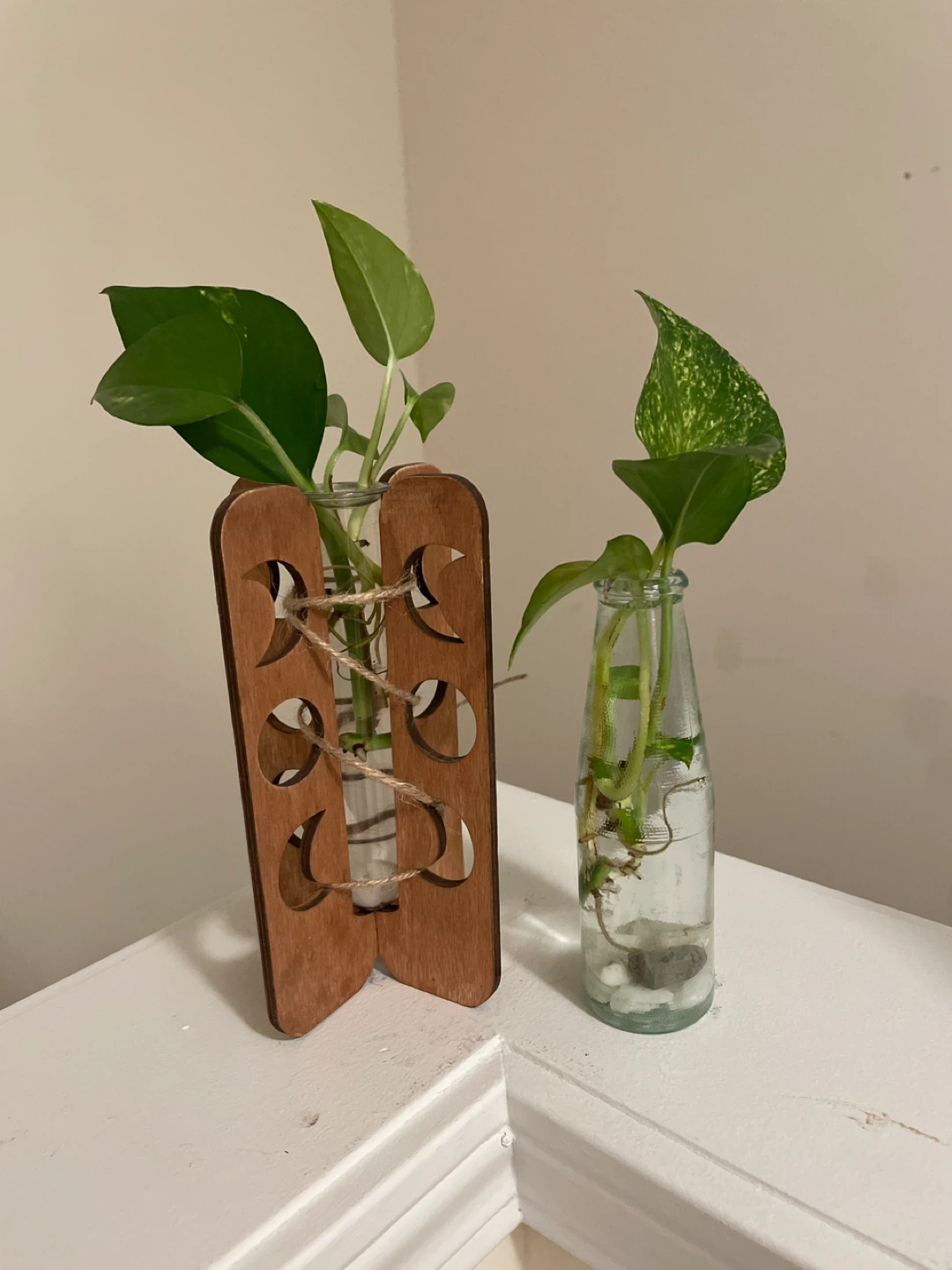 Plant Propagation Station with Glass Tubes