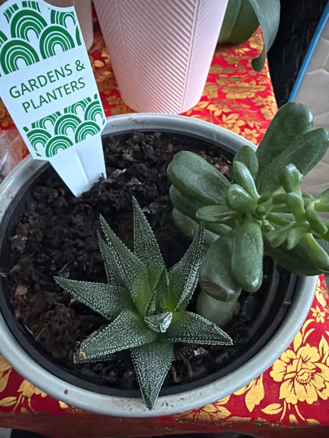 Potted Succulents 🥕