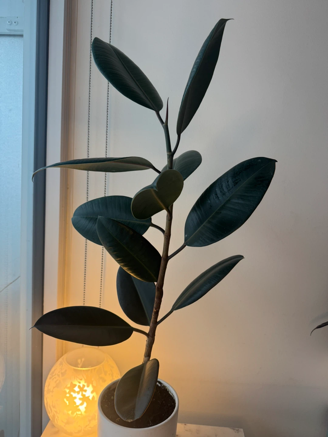 Indoor Rubber Plant | 35” Tall | Easy Care + White Planter - photo 2