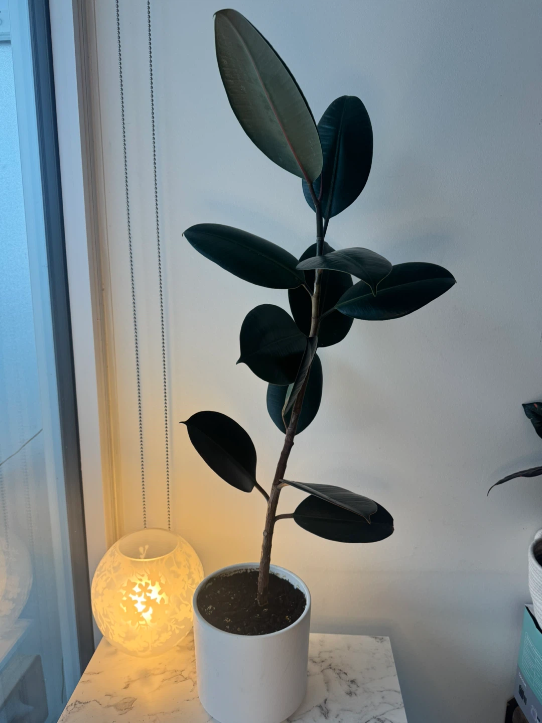 Indoor Rubber Plant | 35” Tall | Easy Care + White Planter