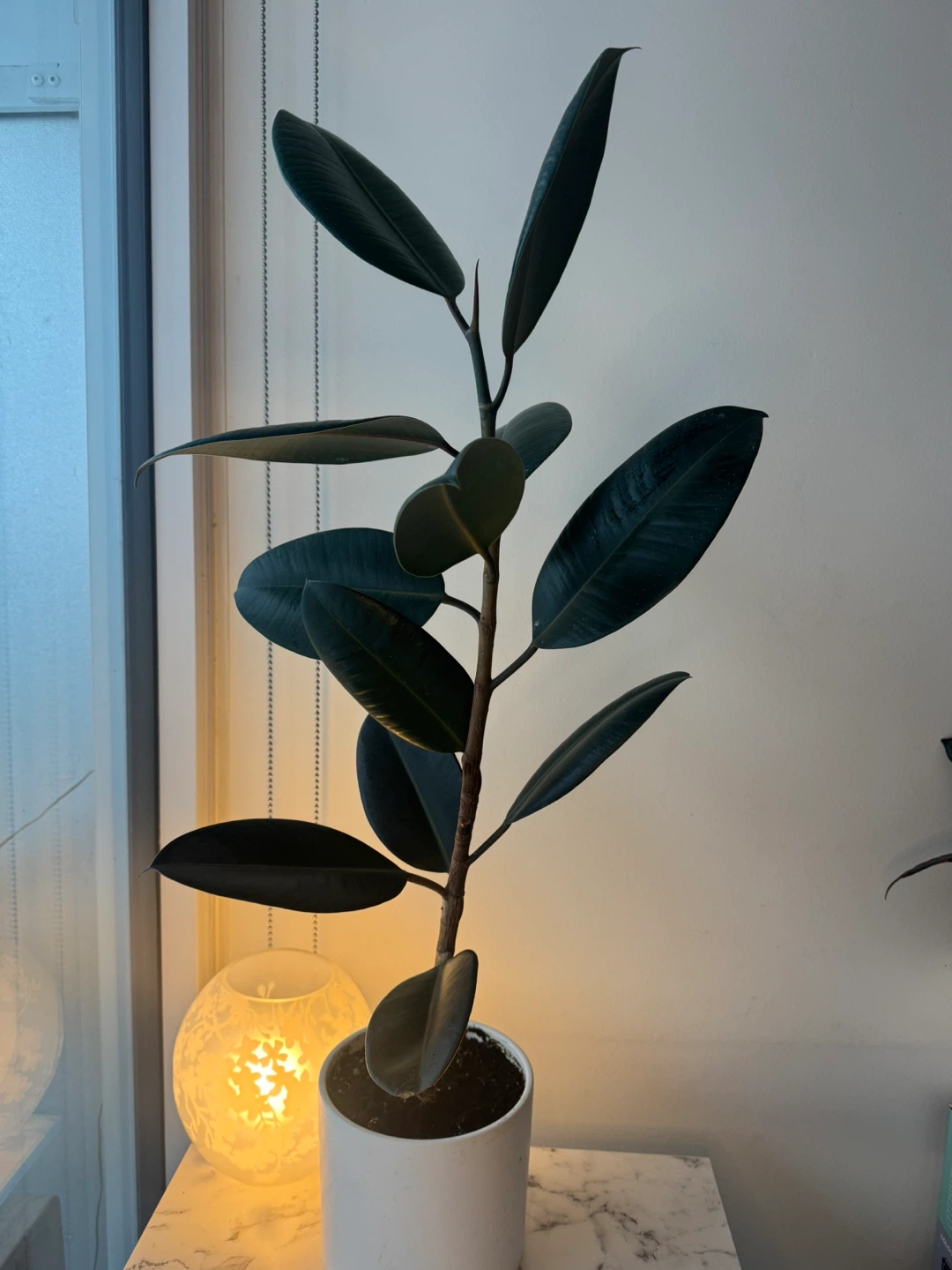 Indoor Rubber Plant | 35” Tall | Easy Care + White Planter - photo 3